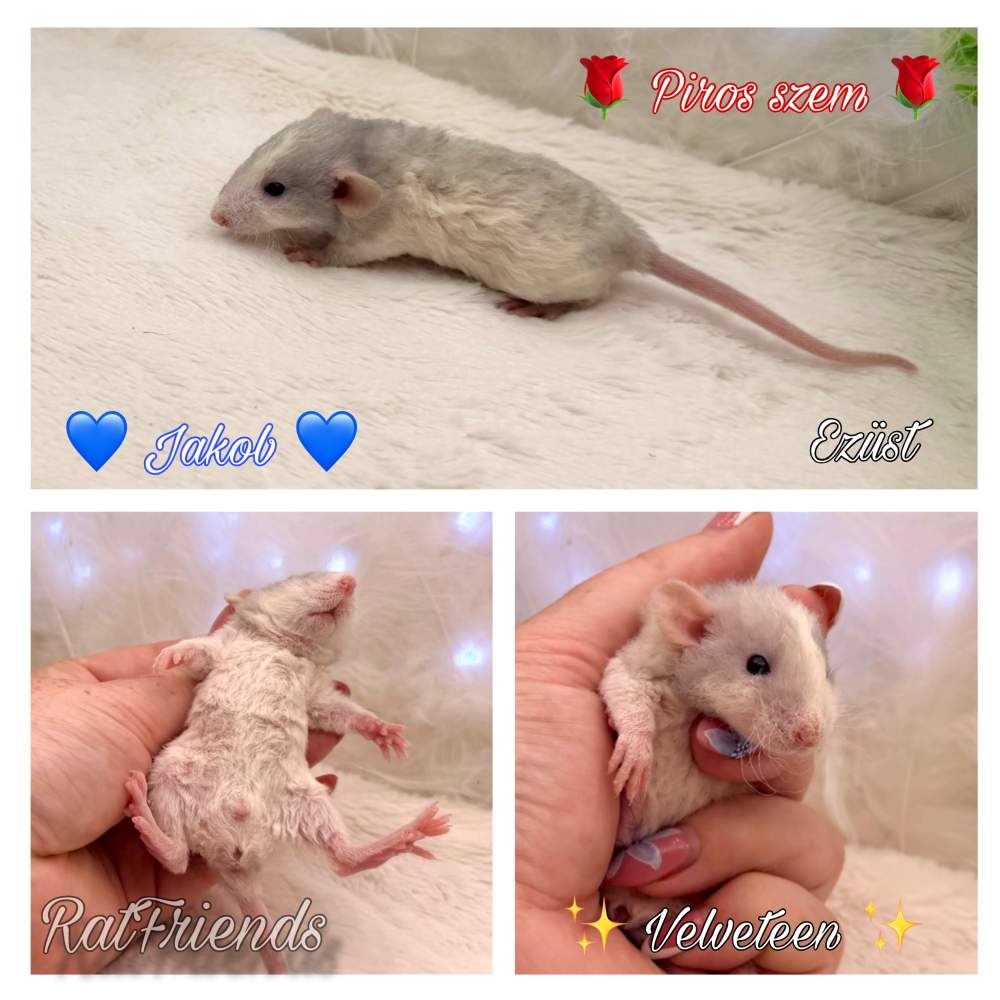 Fancy rat Available for rehoming Rattus norvegicus 