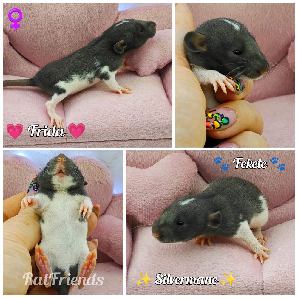 Fancy rat Rehomed Rattus norvegicus 