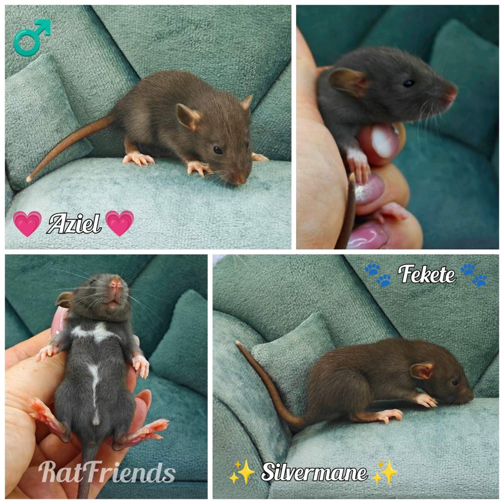 Fancy rat Owned by other Rattus norvegicus 