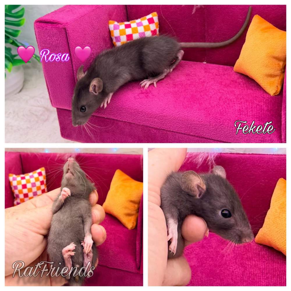 Fancy rat Available for rehoming Rattus norvegicus 