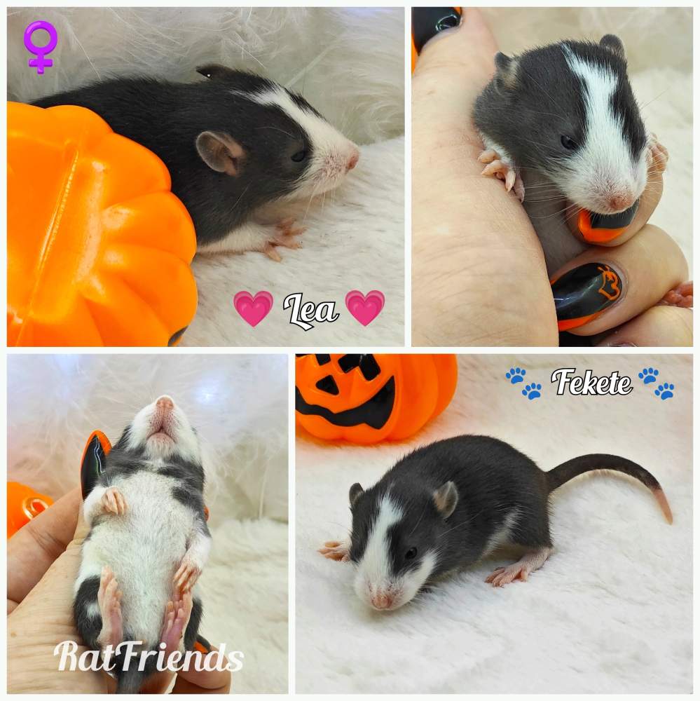 Fancy rat Owned by other Rattus norvegicus 