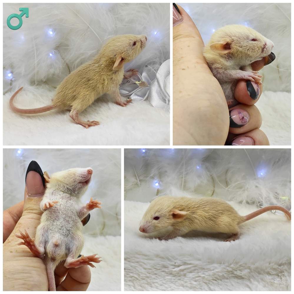 Fancy rat Owned by other Rattus norvegicus 