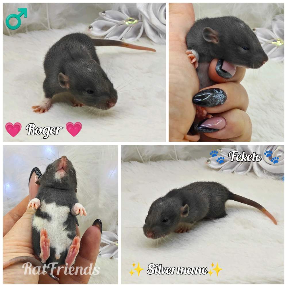Fancy rat Owned by other Rattus norvegicus 