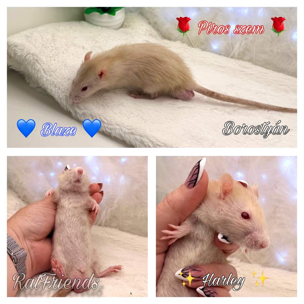 Fancy rat Available for rehoming Rattus norvegicus 
