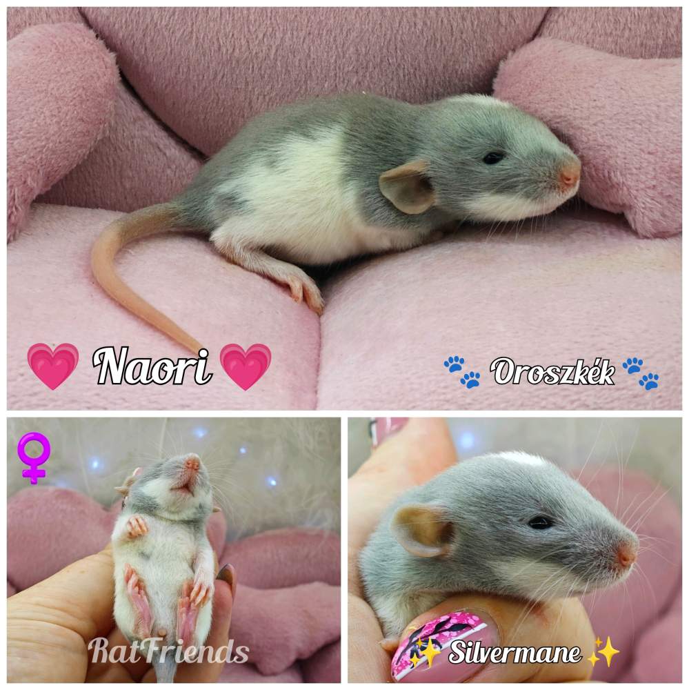 Fancy rat Breeder Rattus norvegicus 