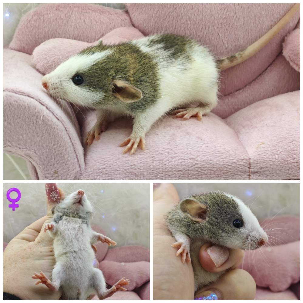 Fancy rat Breeder Rattus norvegicus 