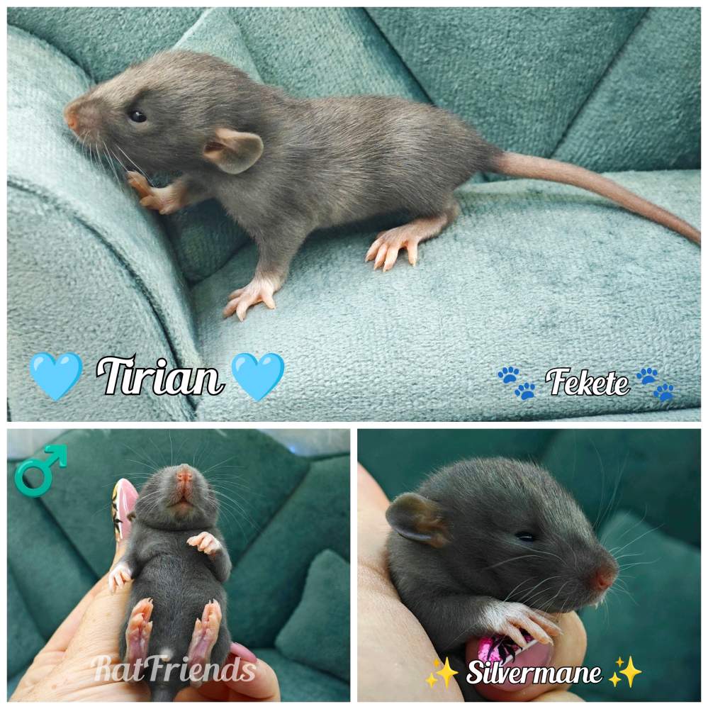 Fancy rat Show animal Rattus norvegicus 