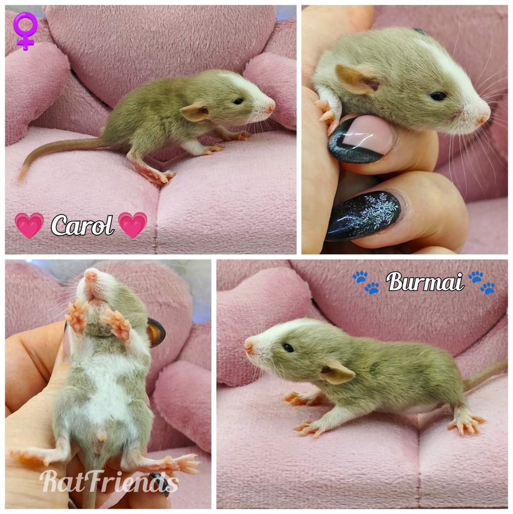 Fancy rat Breeder Rattus norvegicus 