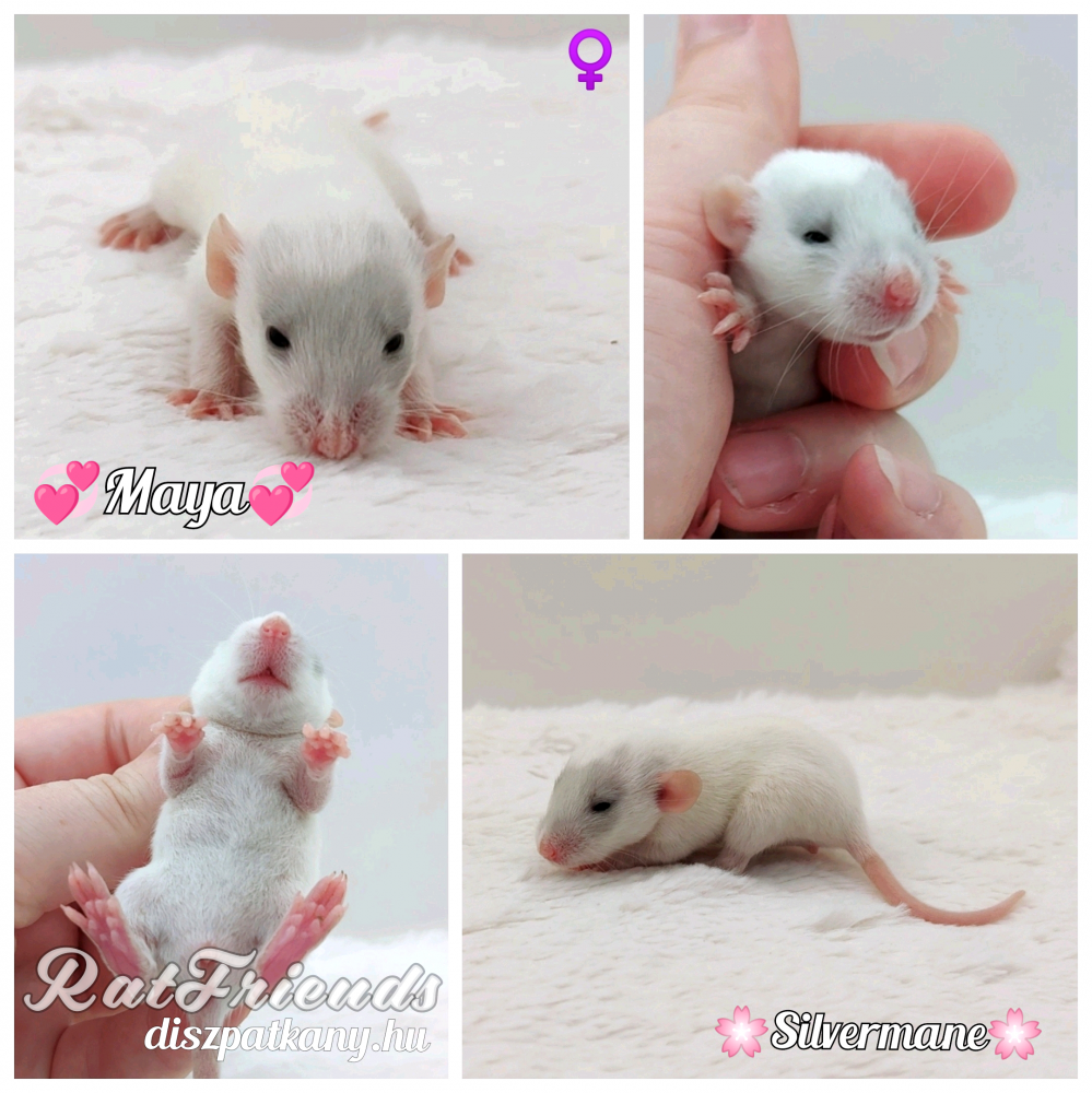 Fancy rat Owned by other Rattus norvegicus 