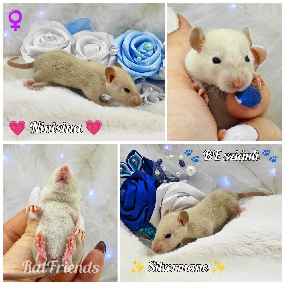 Fancy rat Owned by other Rattus norvegicus 