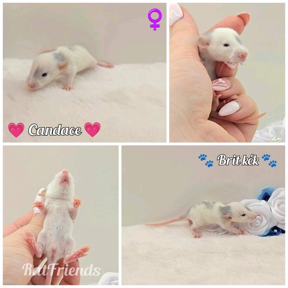 Fancy rat Owned by other Rattus norvegicus 