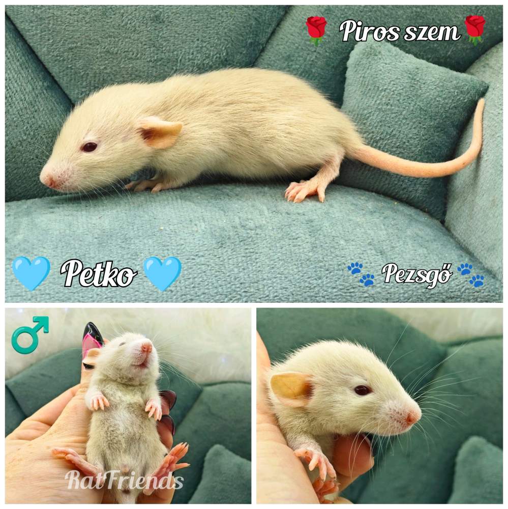 Fancy rat Available for rehoming Rattus norvegicus 