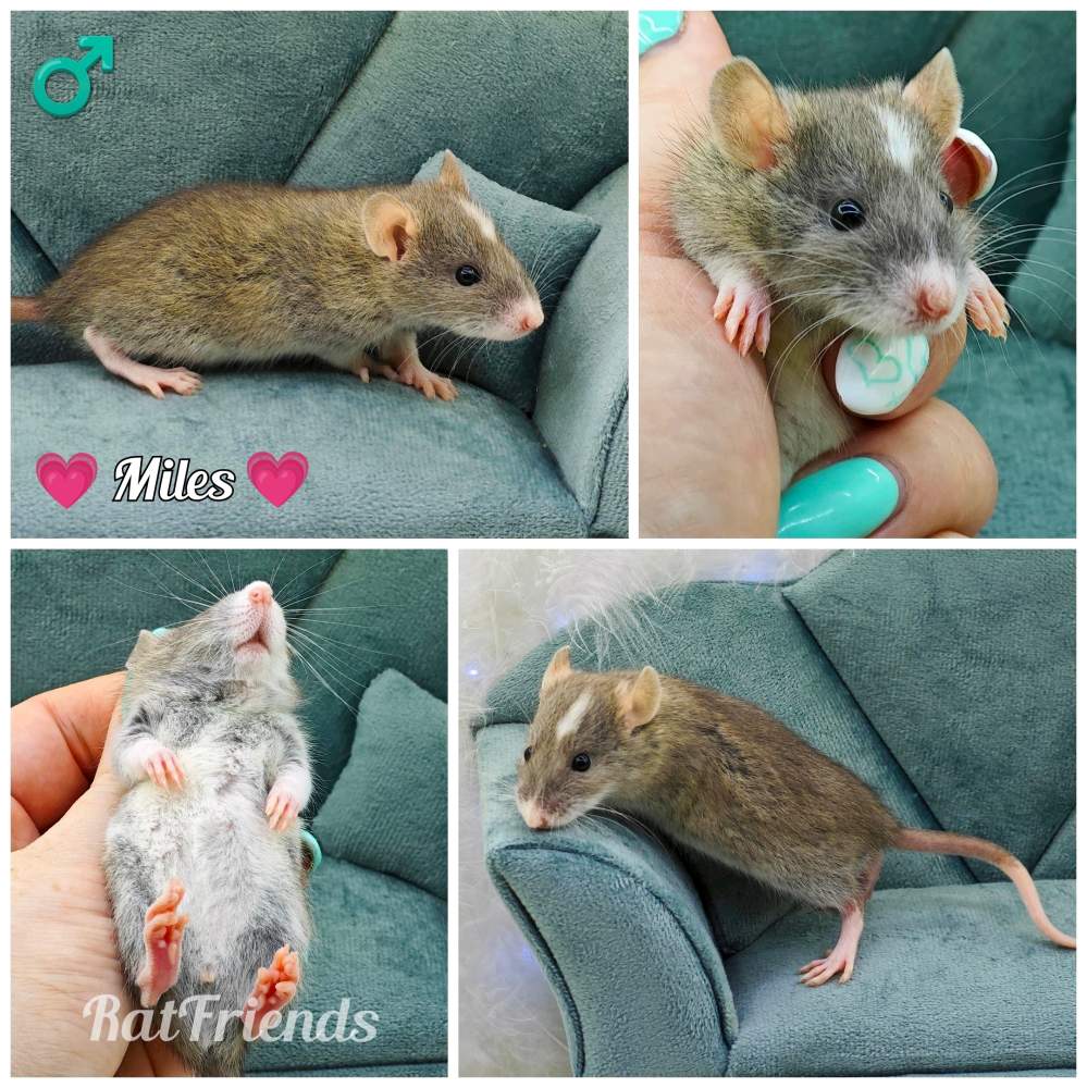 Fancy rat Owned by other Rattus norvegicus 