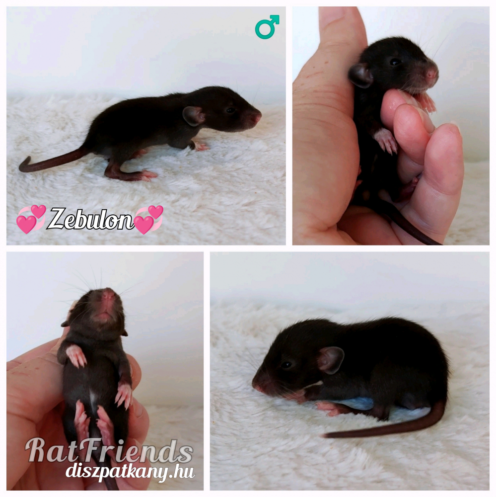 Fancy rat Owned by other Rattus norvegicus 