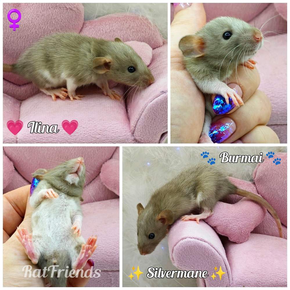 Fancy rat Owned by other Rattus norvegicus 