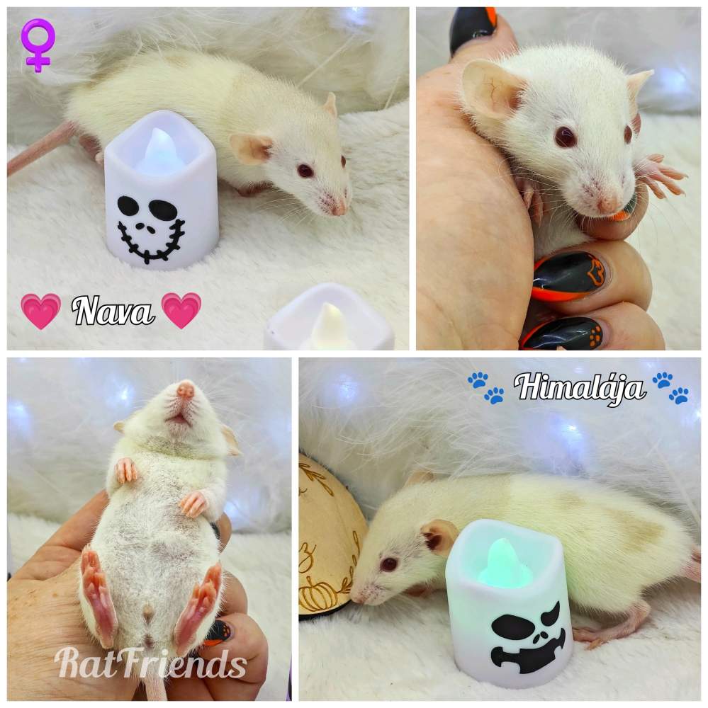 Fancy rat Owned by other Rattus norvegicus 