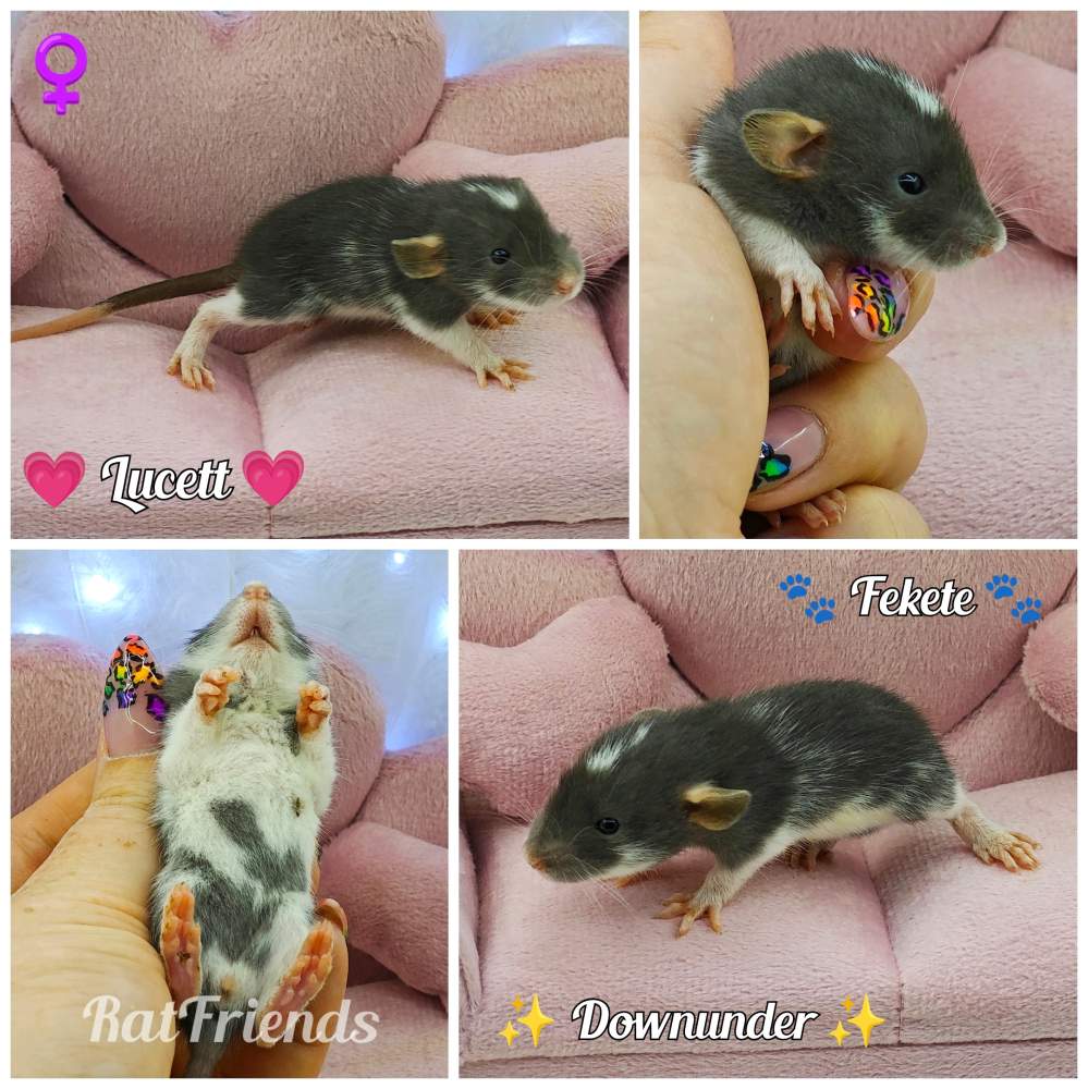 Fancy rat Owned by other Rattus norvegicus 