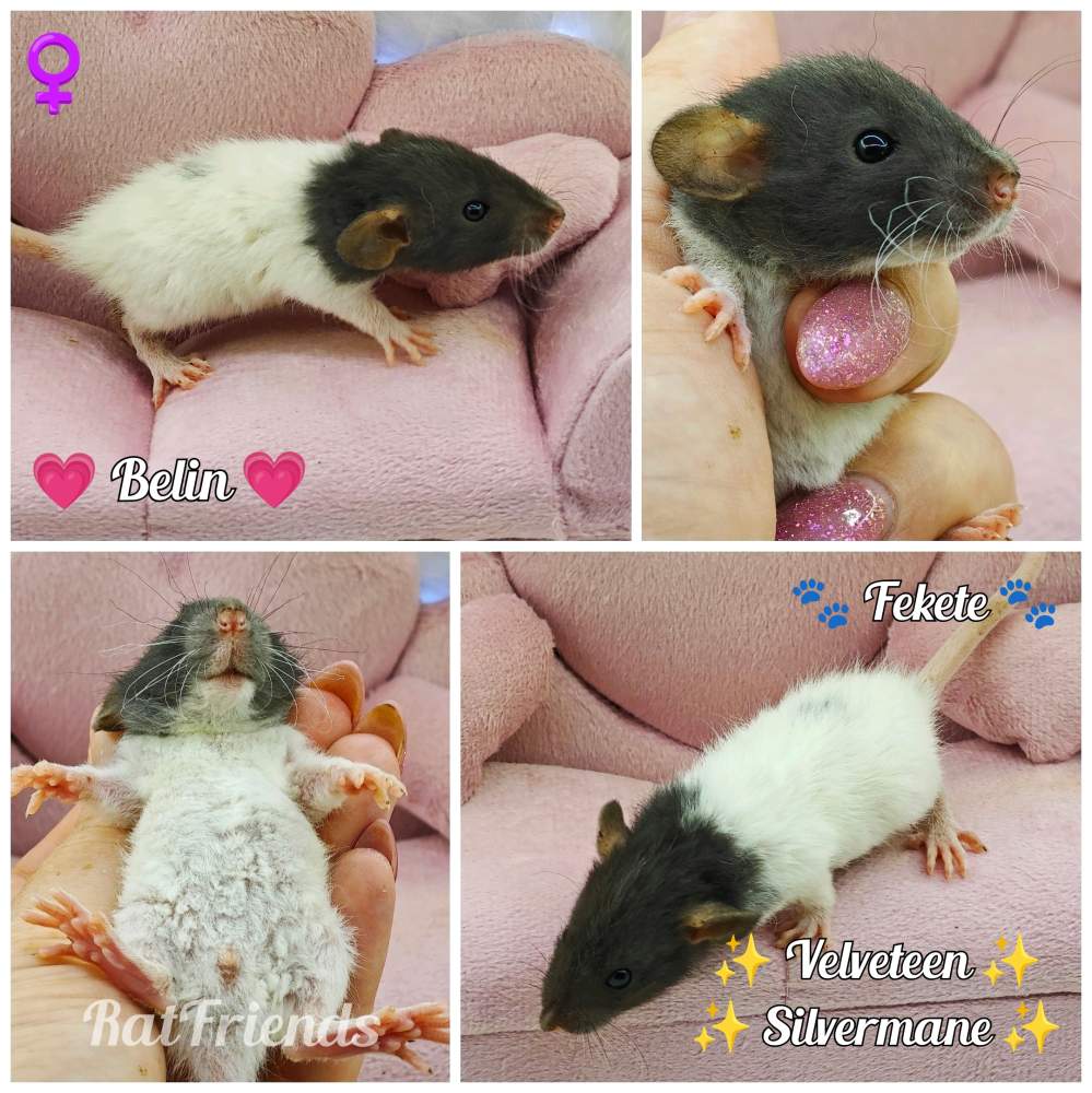 Fancy rat Available for rehoming Rattus norvegicus 