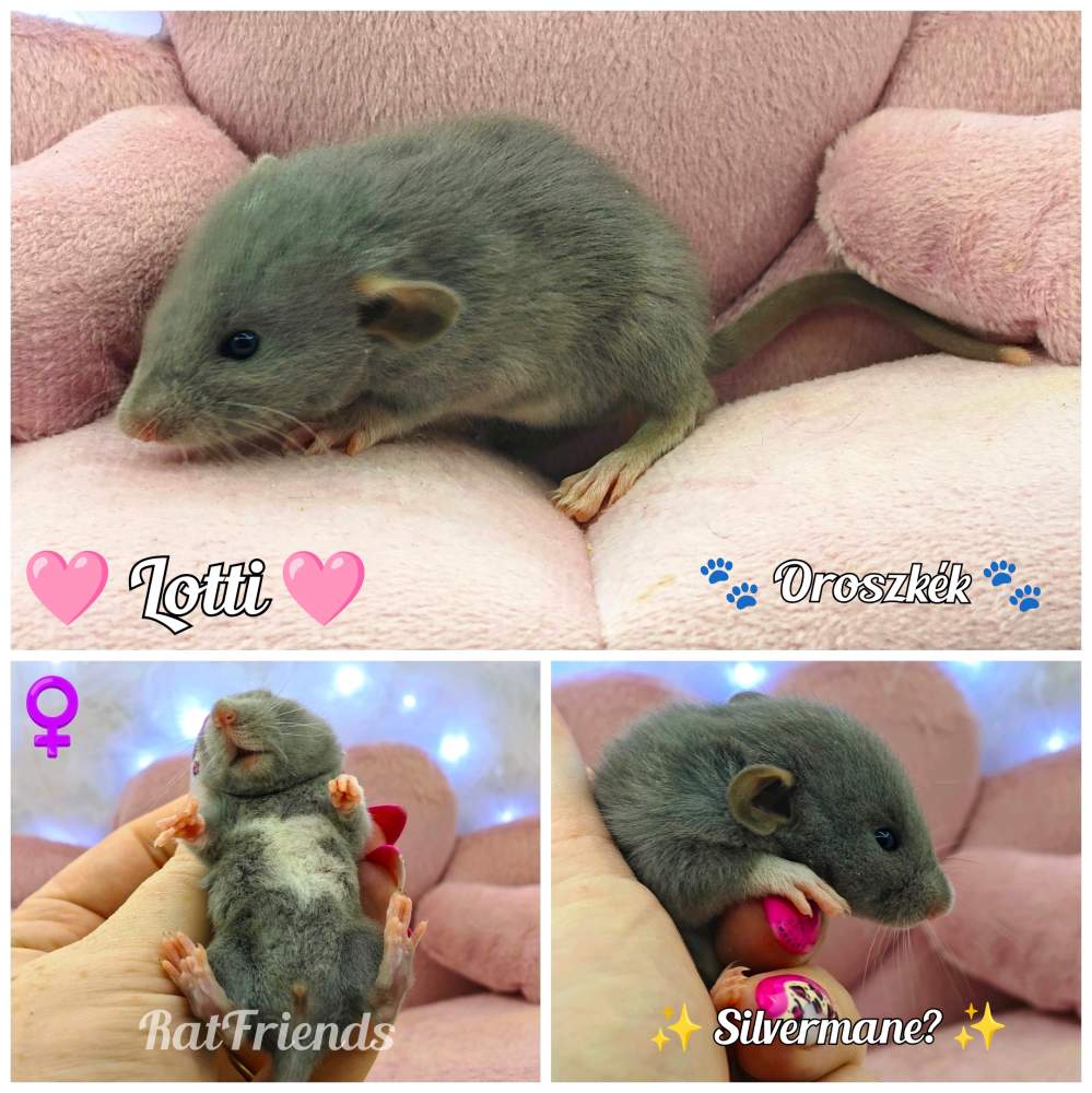 Fancy rat Breeder Rattus norvegicus 