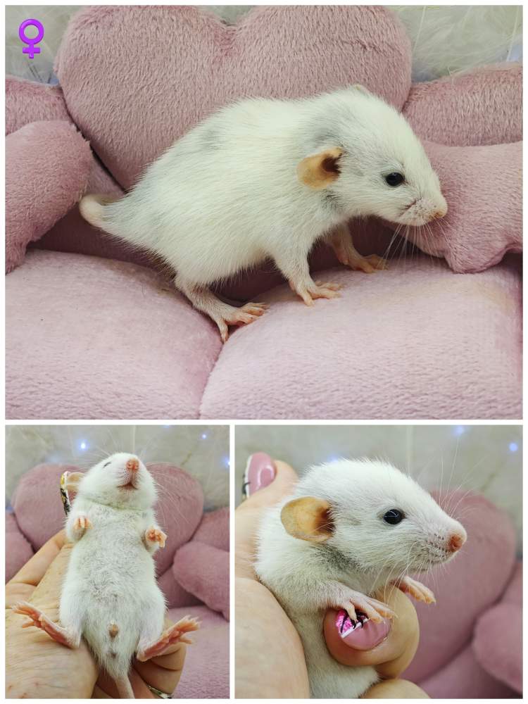 Fancy rat Lost Rattus norvegicus 