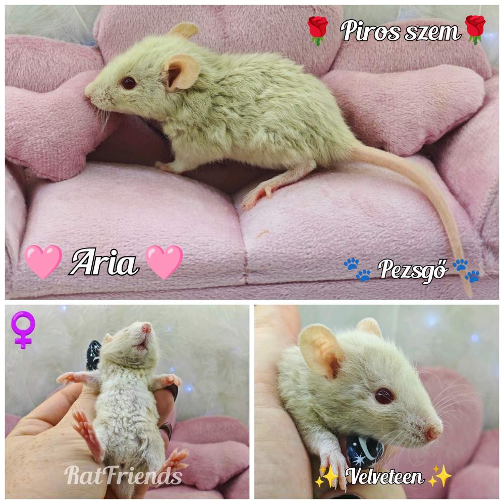Fancy rat Available for rehoming Rattus norvegicus 