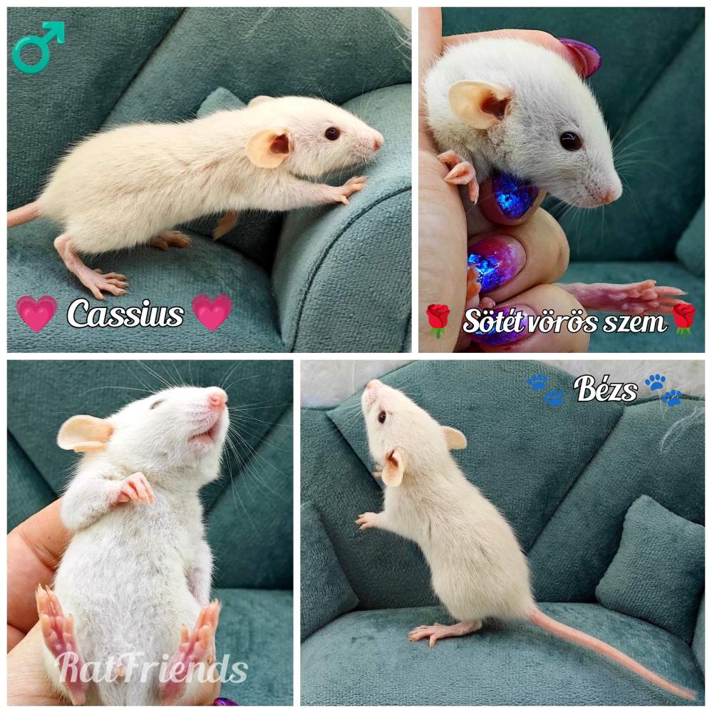 Fancy rat Rehomed Rattus norvegicus 