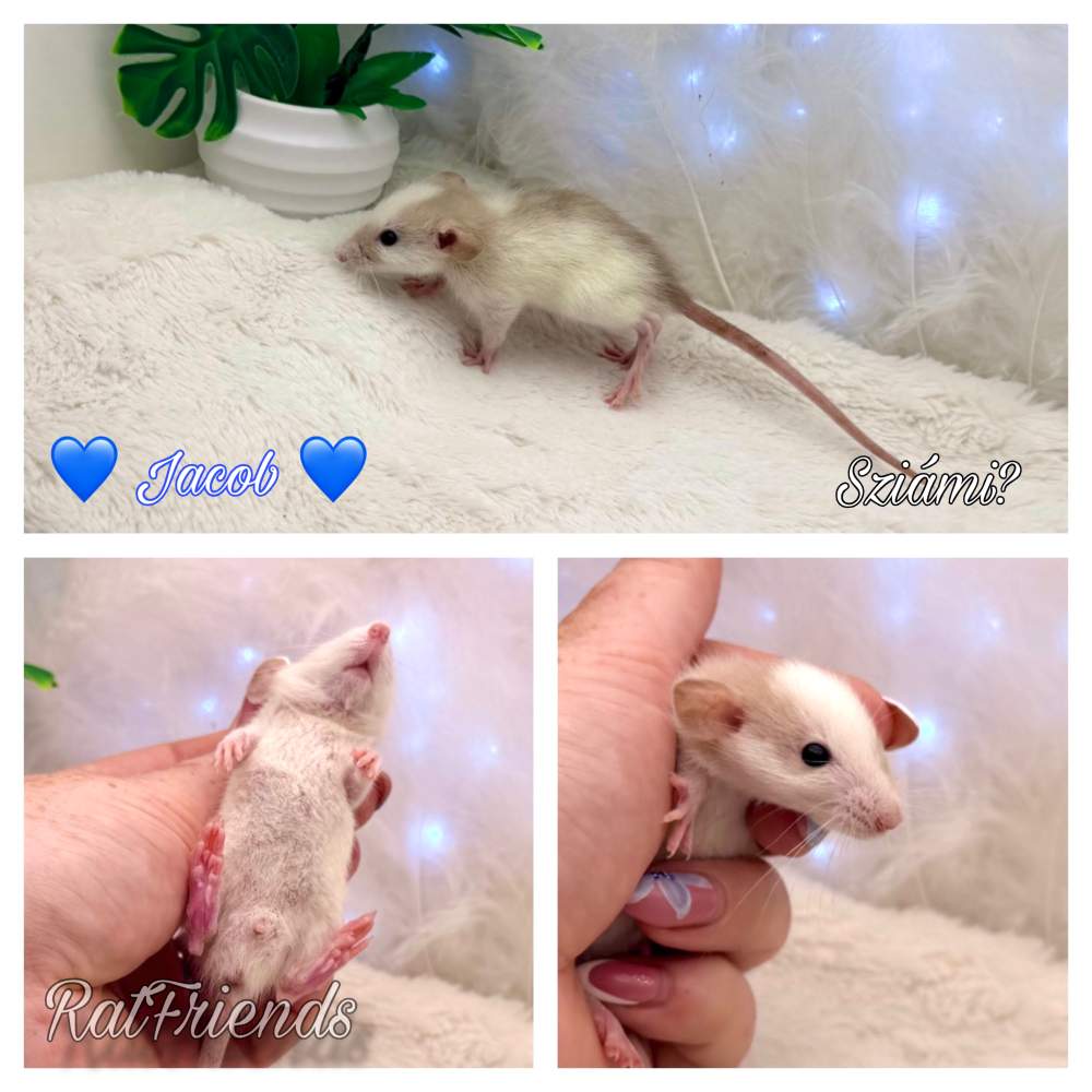 Fancy rat Available for rehoming Rattus norvegicus 