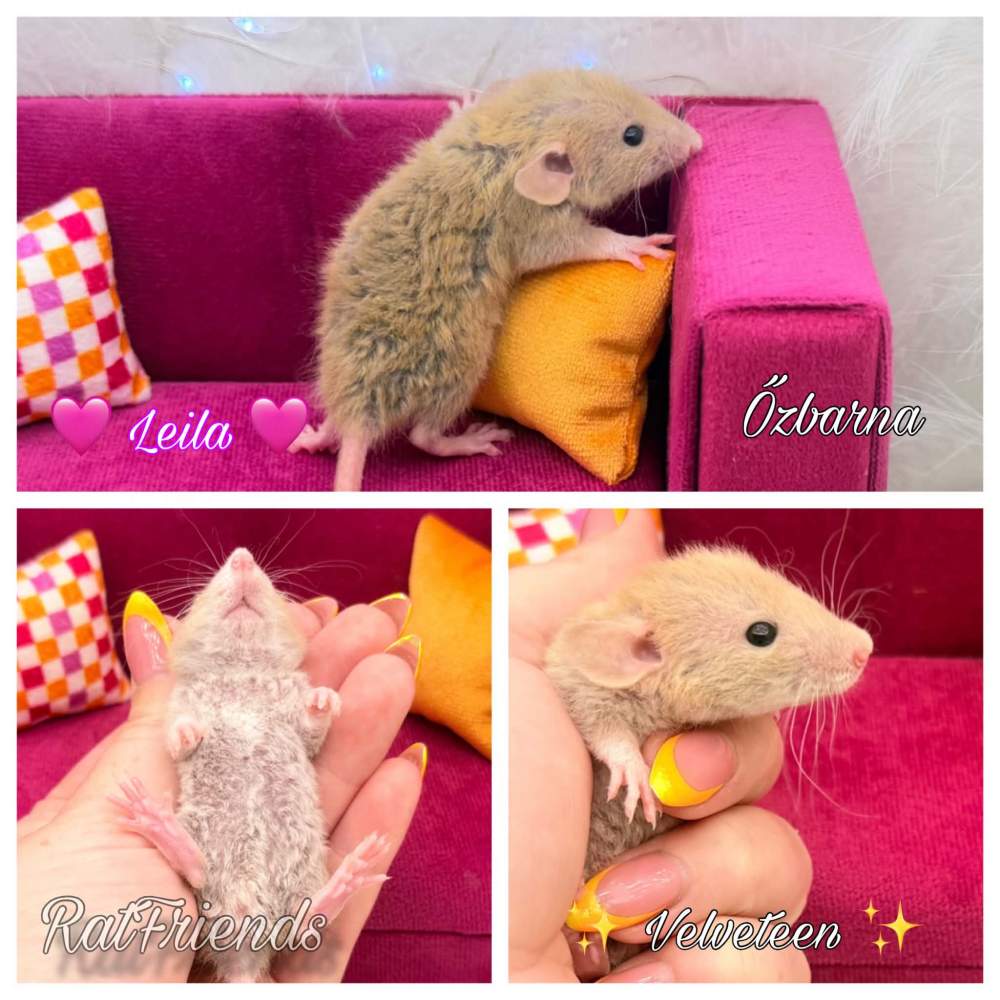 Fancy rat Available for rehoming Rattus norvegicus 