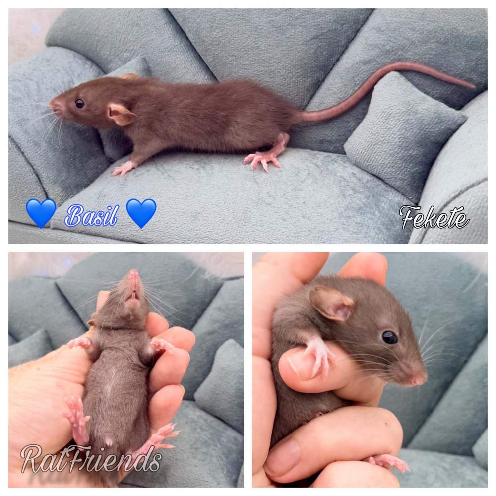 Fancy rat Owned by other Rattus norvegicus 