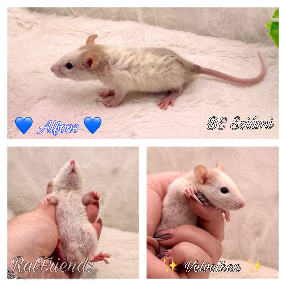 Fancy rat Available for rehoming Rattus norvegicus 