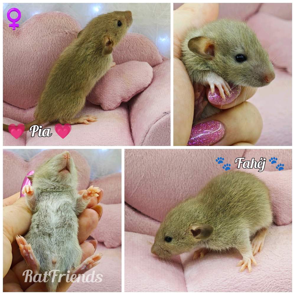 Fancy rat Available for rehoming Rattus norvegicus 