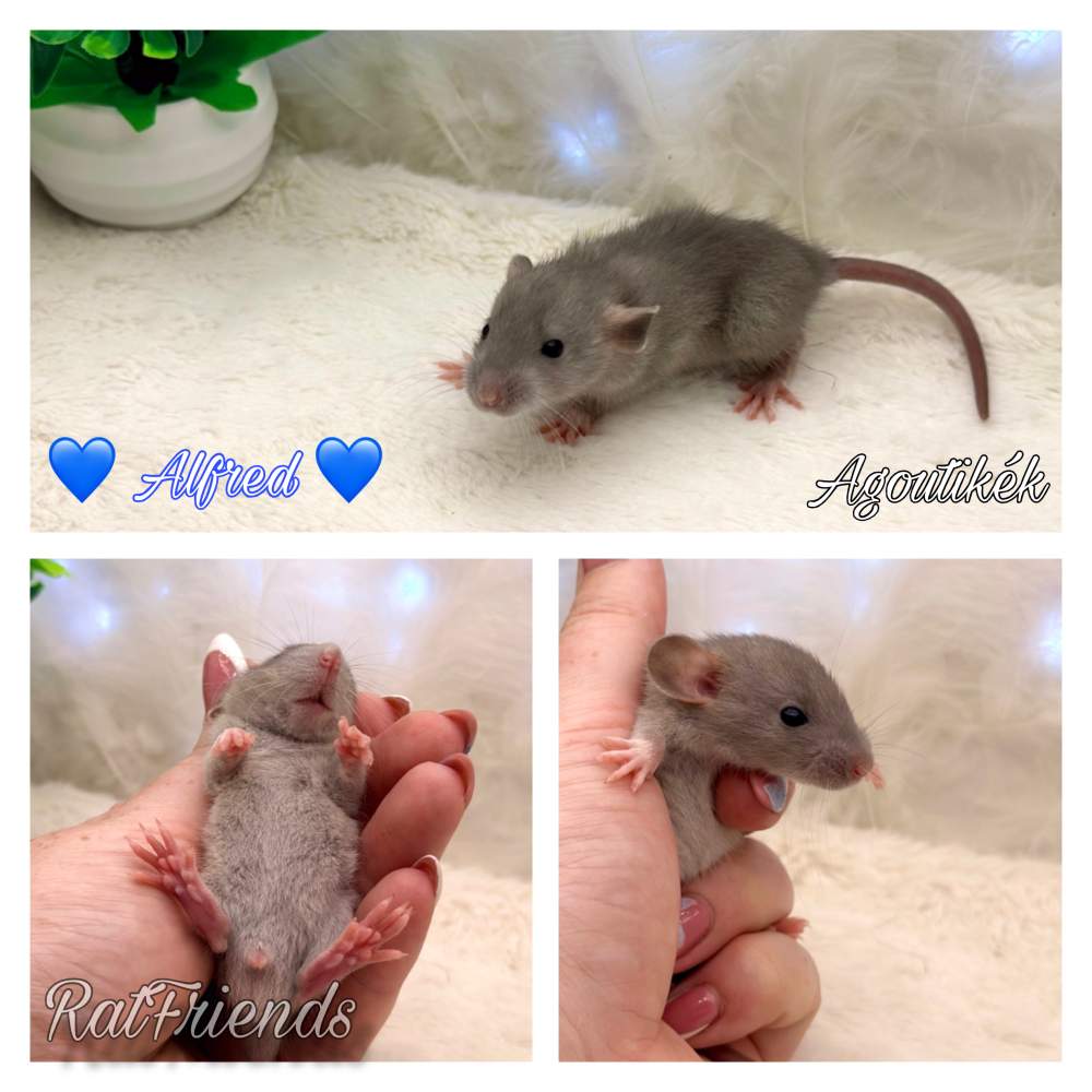 Fancy rat Available for rehoming Rattus norvegicus 