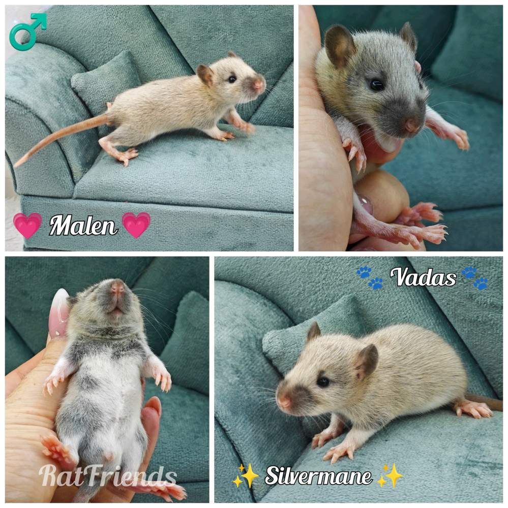 Fancy rat Owned by other Rattus norvegicus 