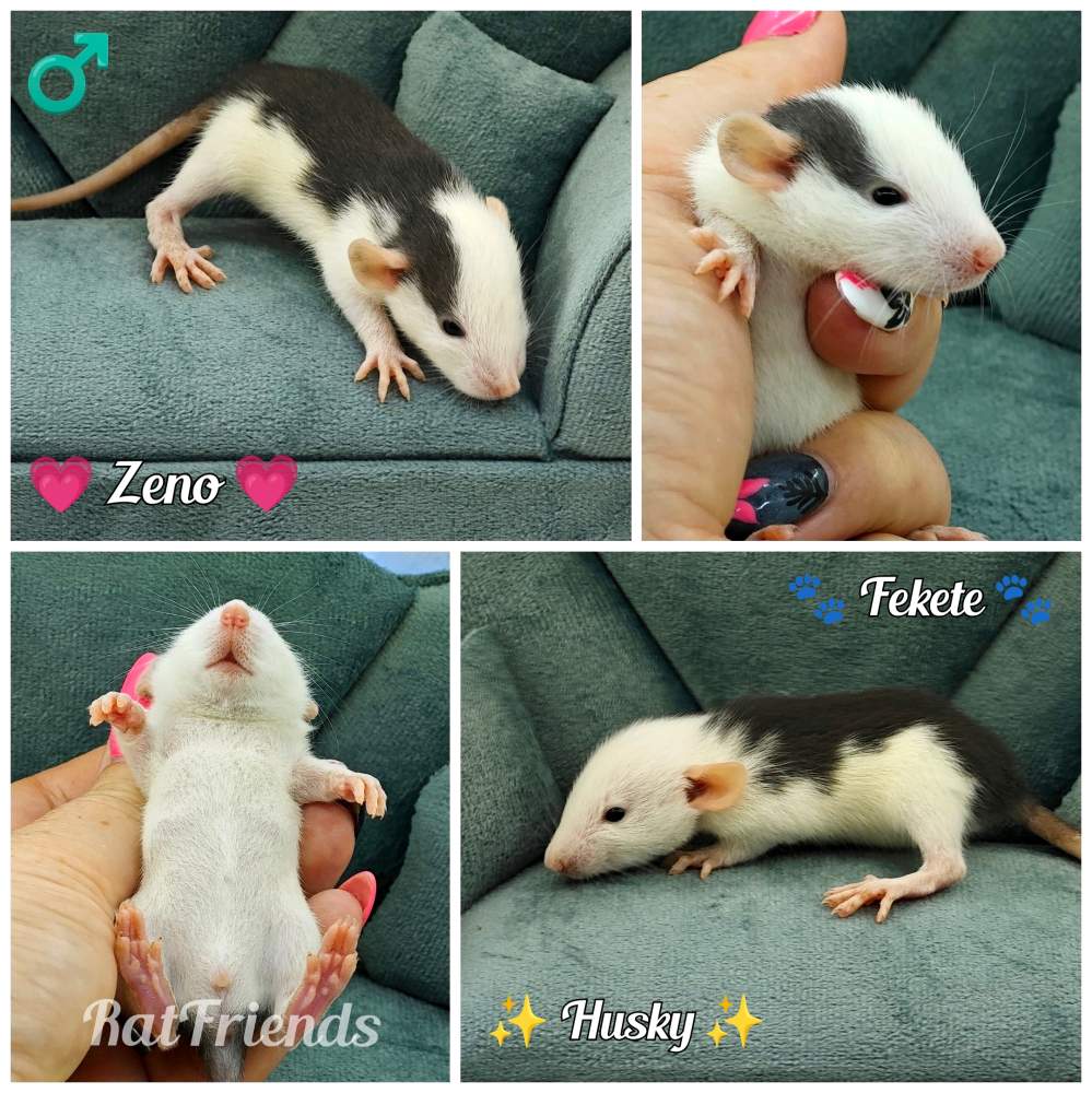 Fancy rat Available for rehoming Rattus norvegicus 