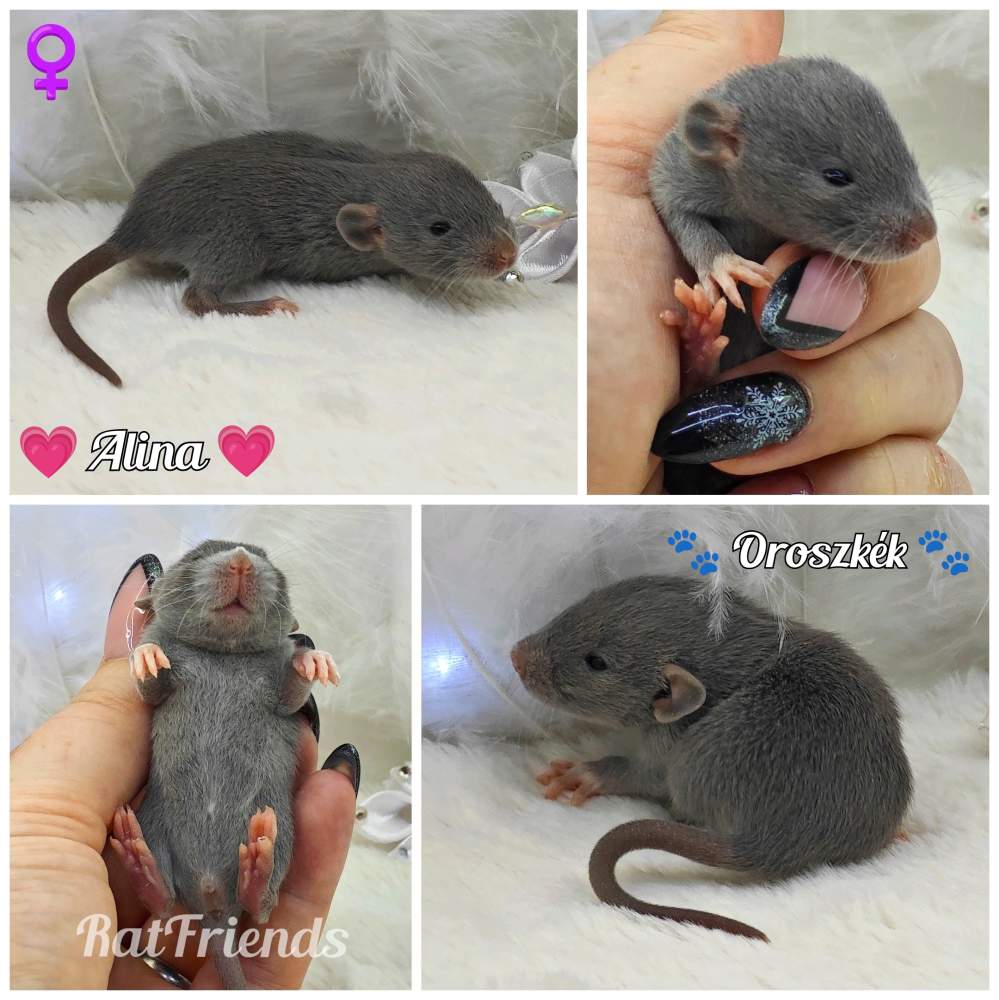 Fancy rat Owned by other Rattus norvegicus 