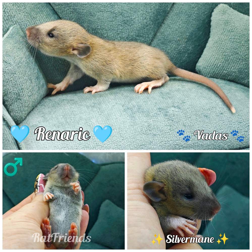 Fancy rat Show animal Rattus norvegicus 