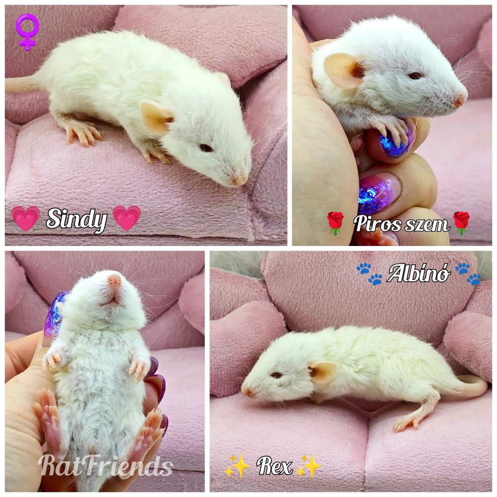 Fancy rat Owned by other Rattus norvegicus 