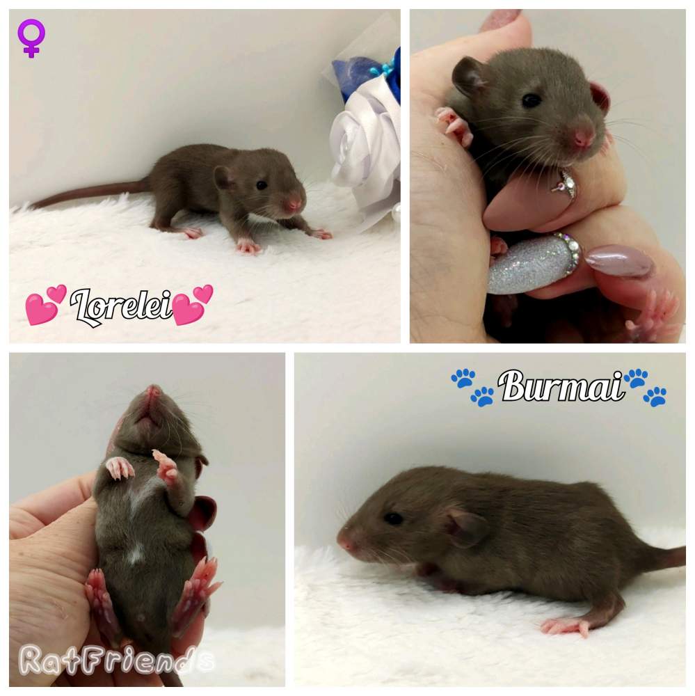 Fancy rat Owned by other Rattus norvegicus 