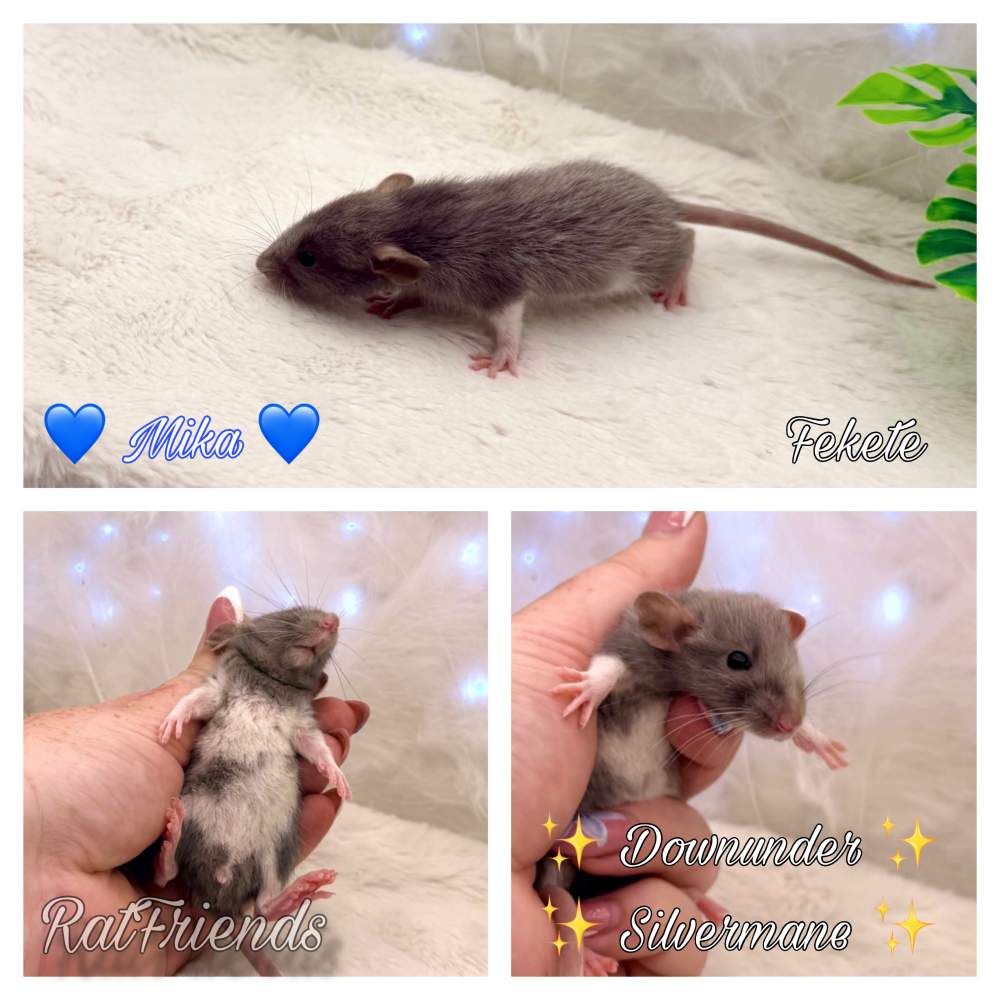 Fancy rat Available for rehoming Rattus norvegicus 