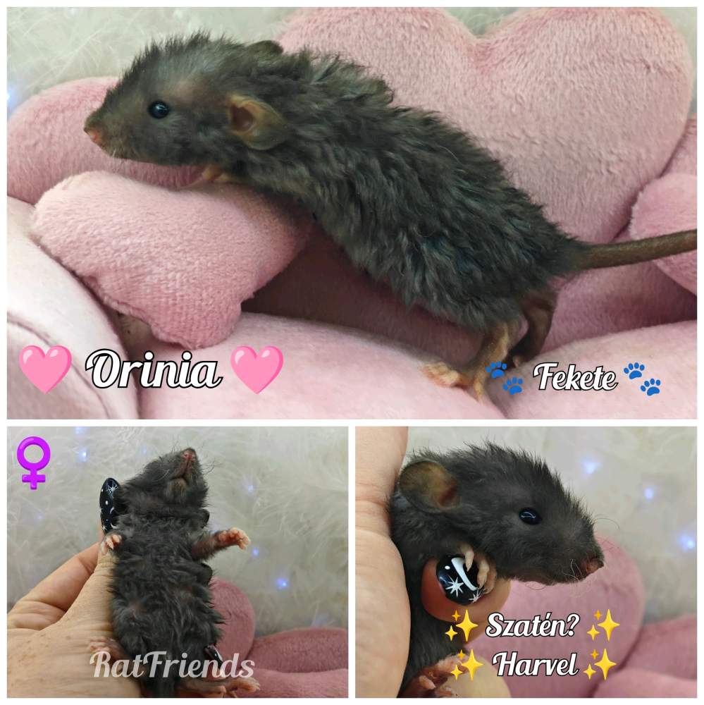 Fancy rat Available for rehoming Rattus norvegicus 