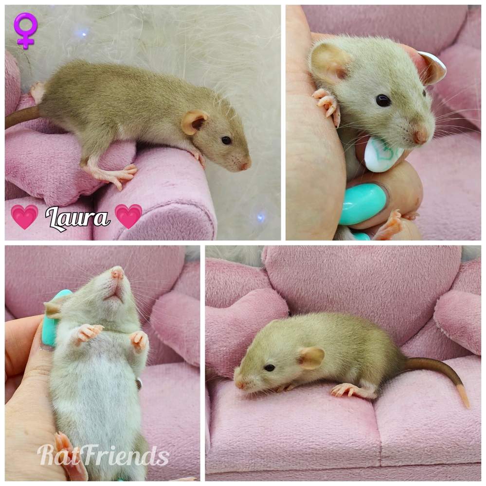 Fancy rat Owned by other Rattus norvegicus 
