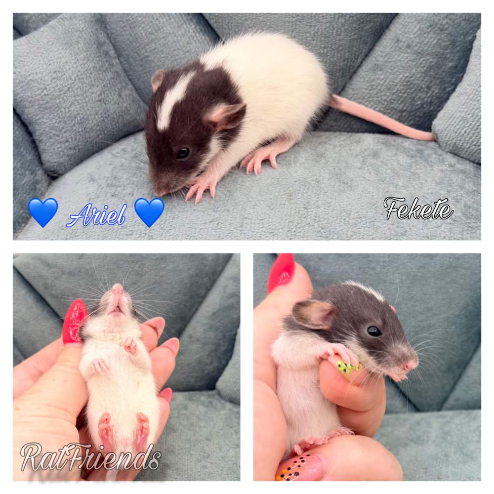 Fancy rat Available for rehoming Rattus norvegicus 
