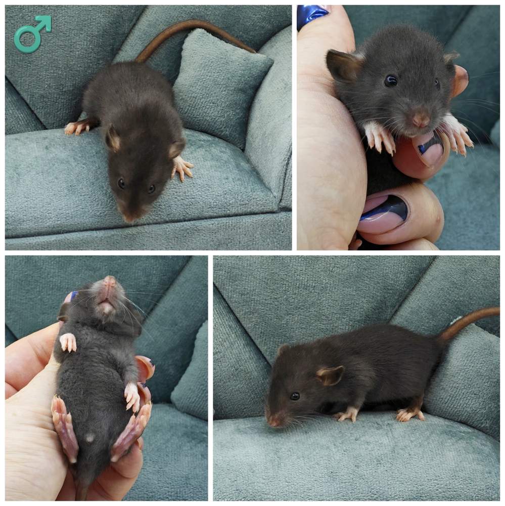 Fancy rat Breeder Rattus norvegicus 