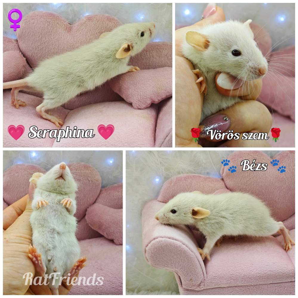 Fancy rat Owned by other Rattus norvegicus 