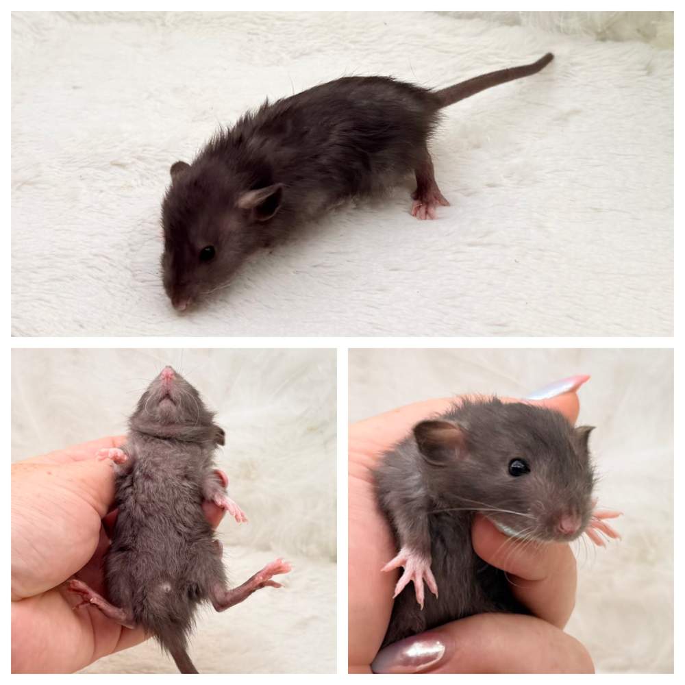 Fancy rat Breeder Rattus norvegicus 