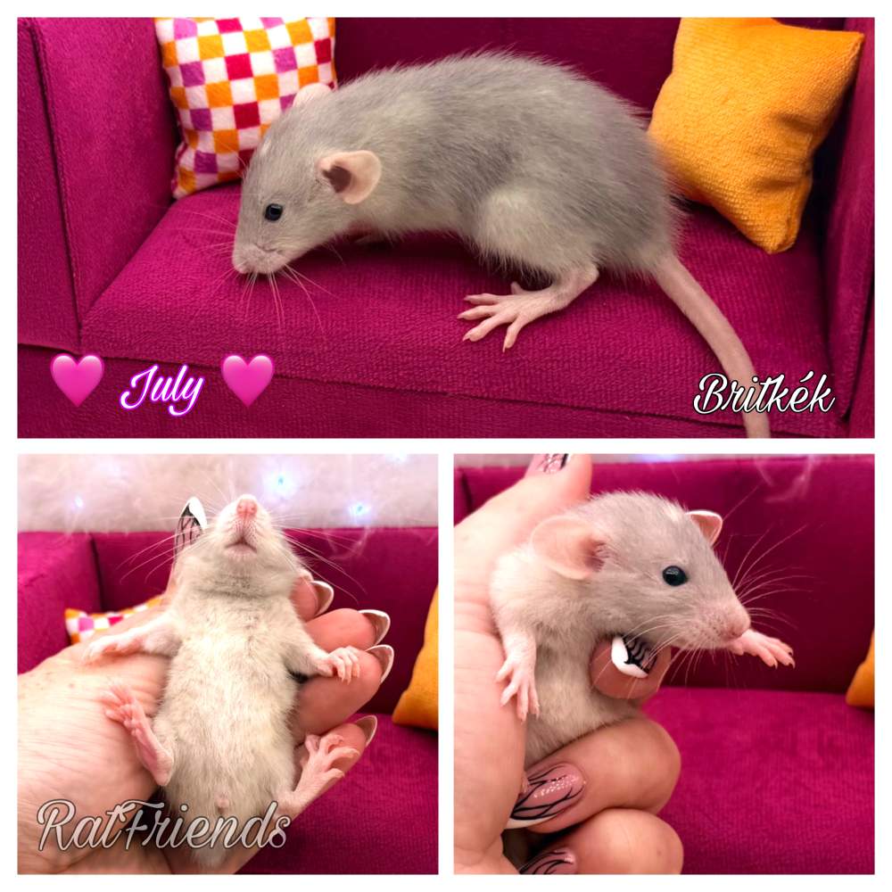 Fancy rat Available for rehoming Rattus norvegicus 