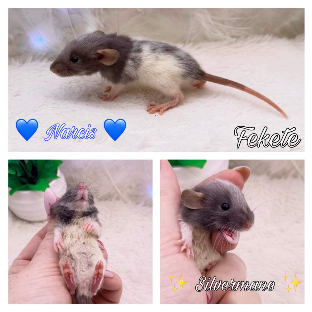 Fancy rat Available for rehoming Rattus norvegicus 