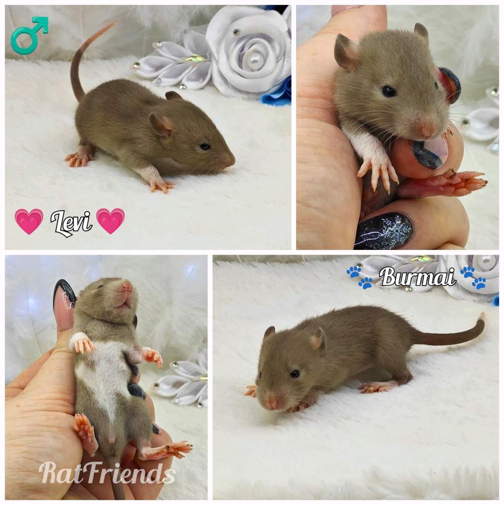 Fancy rat Owned by other Rattus norvegicus 