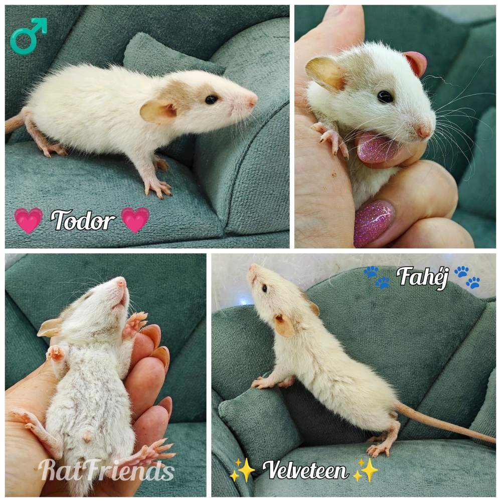 Fancy rat Available for rehoming Rattus norvegicus 