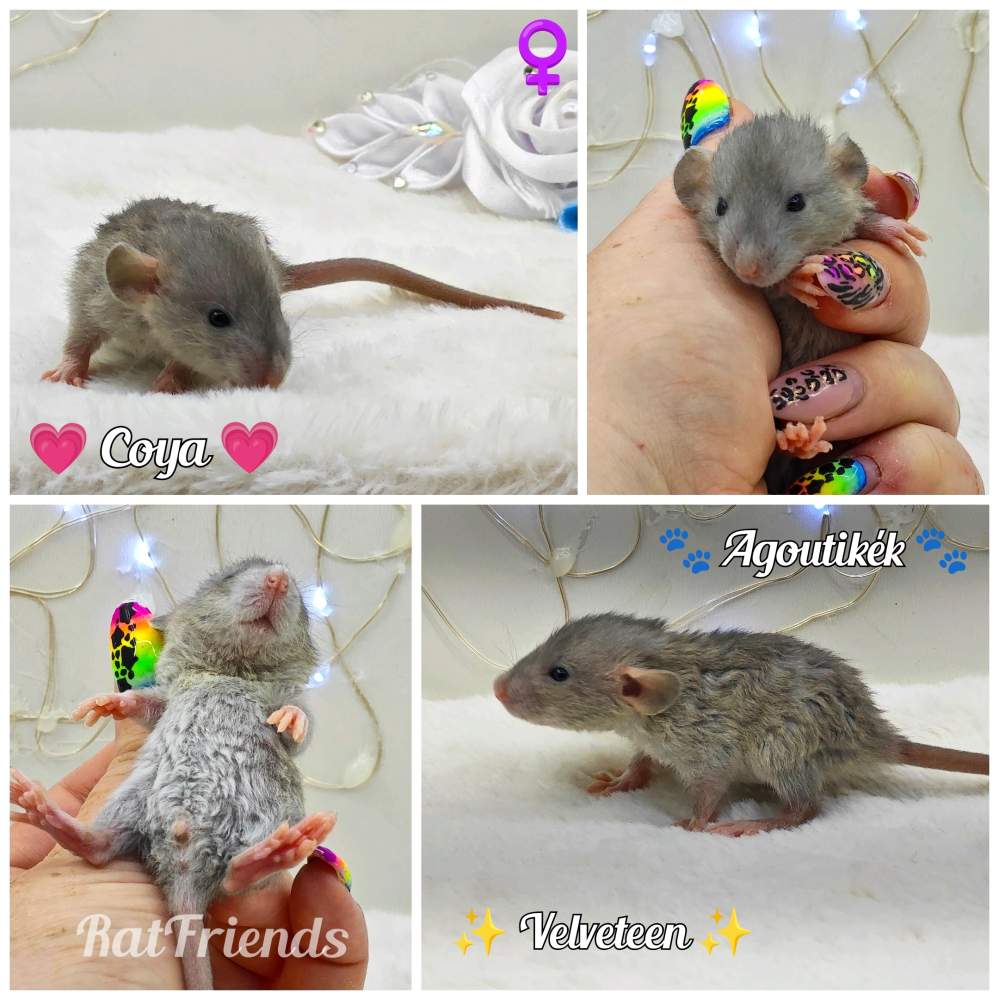 Fancy rat Owned by other Rattus norvegicus 